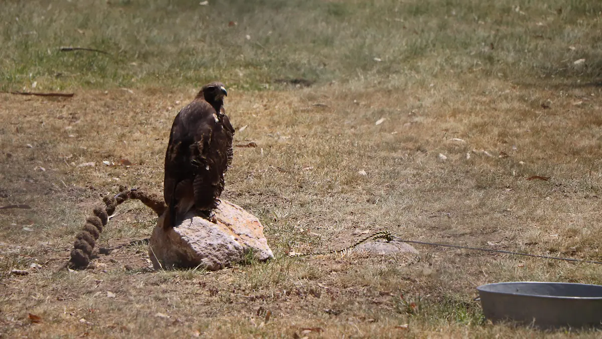 AVES-COMERCIALIZACIÓN-SANCIONES