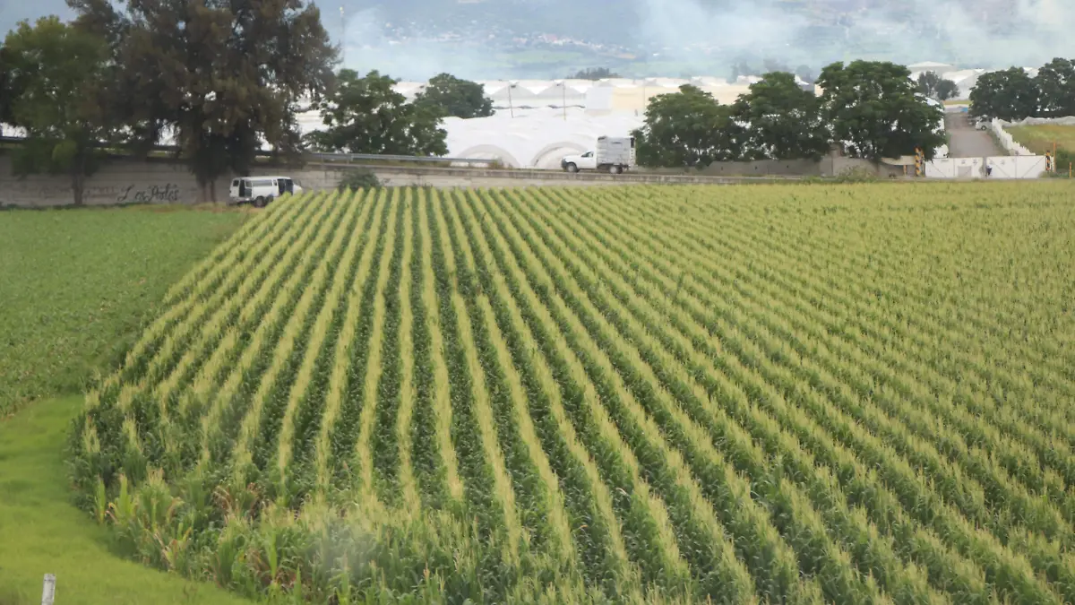 CULTIVOS-CAMPO-PLAGAS