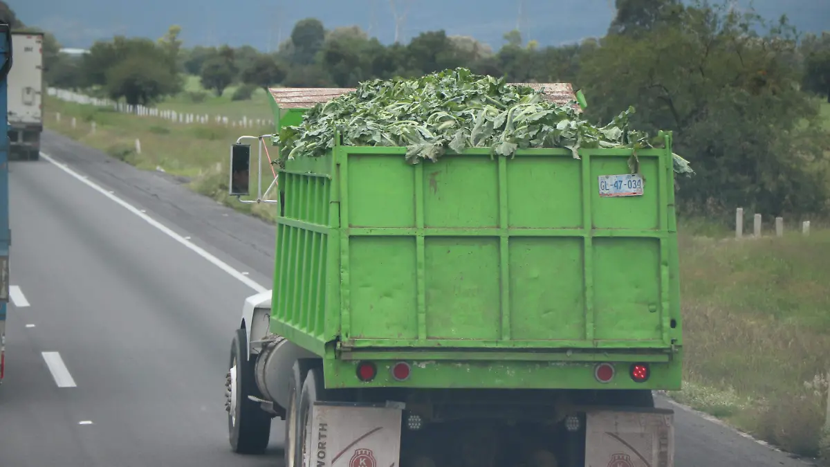 CULTIVOS-CAMPO-PLAGAS