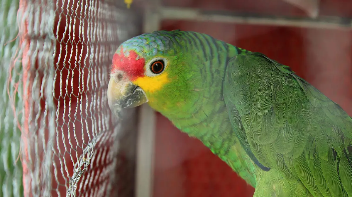 AVES (1) (1)