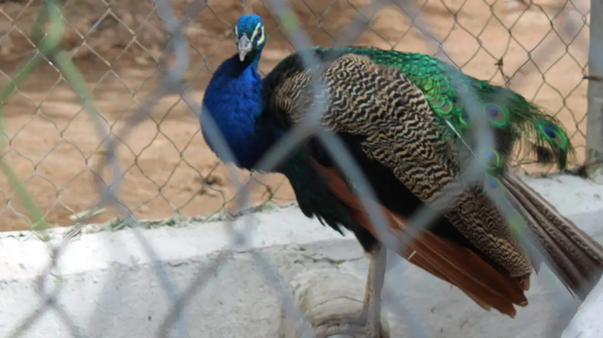 AVES-COMERCIALIZACIÓN-ESPECIES