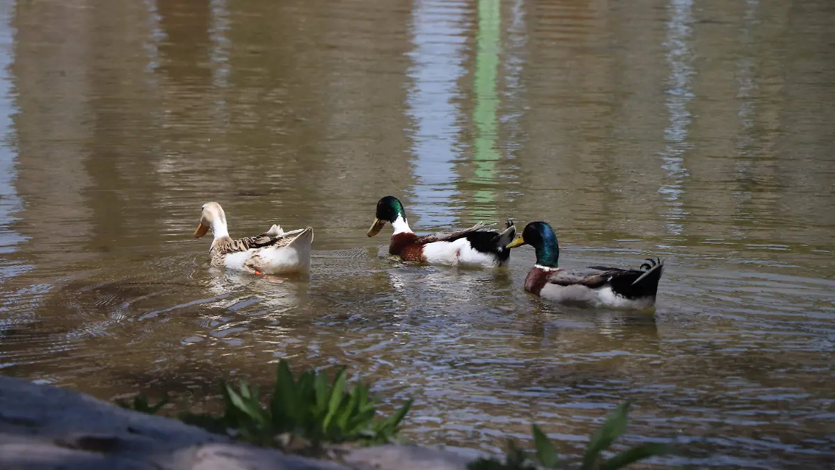 AVES-COMERCIALIZACIÓN-ESPECIES