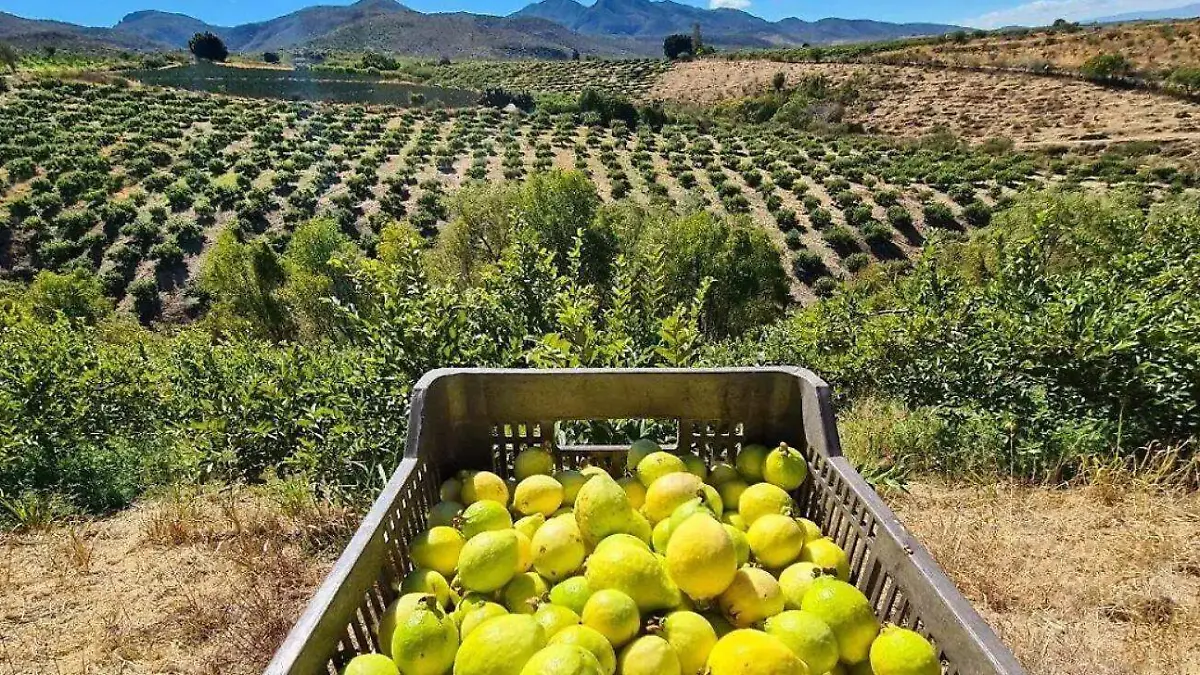 GUAYABAS-PRODUCCION-GRANIZO