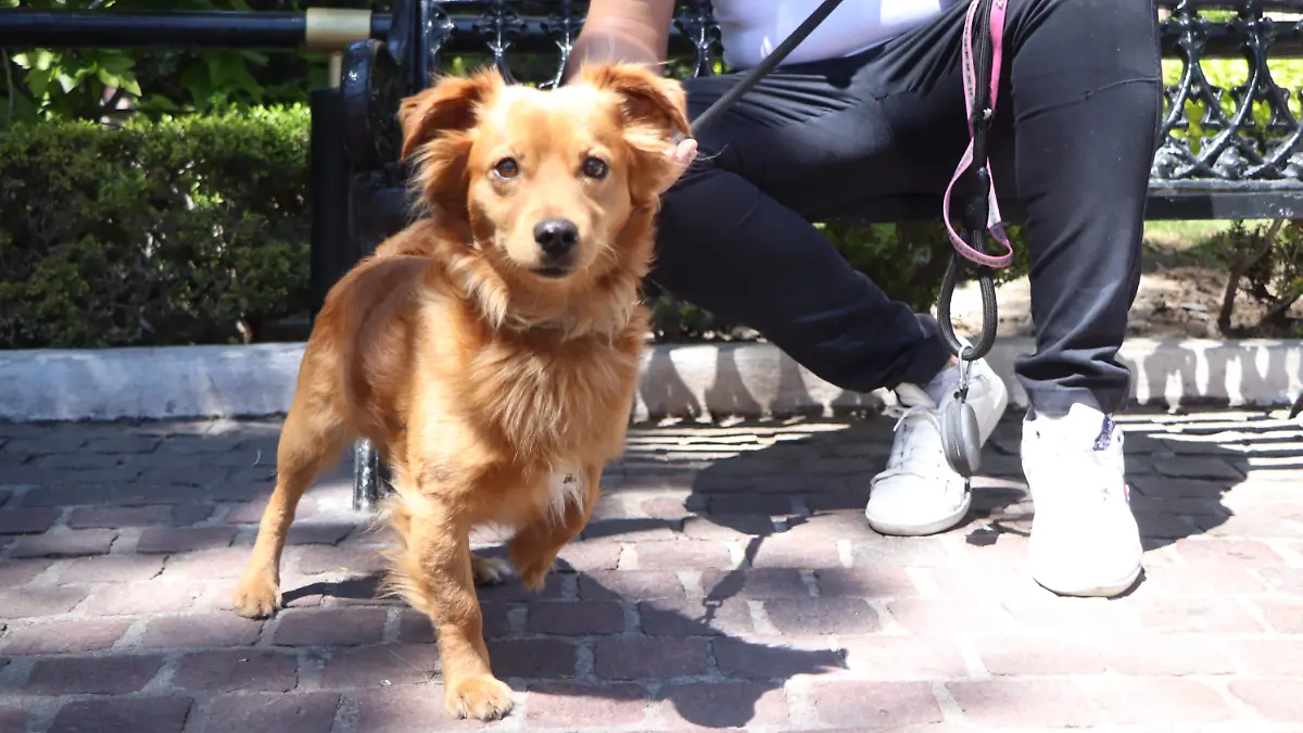 ESPACIO PERRIHIJOS_PET FRIENDLY