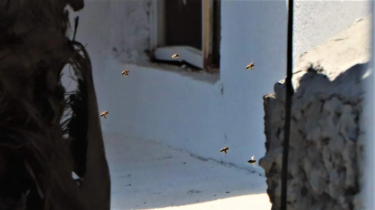 ABEJAS (1)
