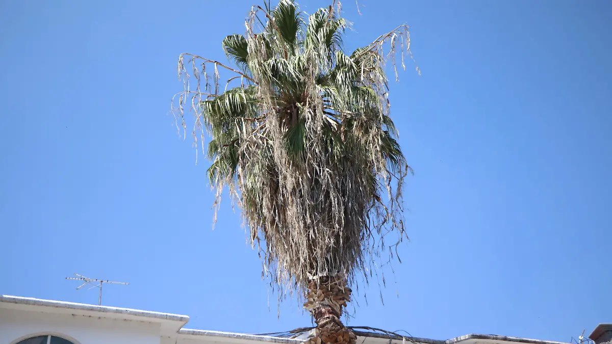 ABEJAS-PANALES-PROBLEMA