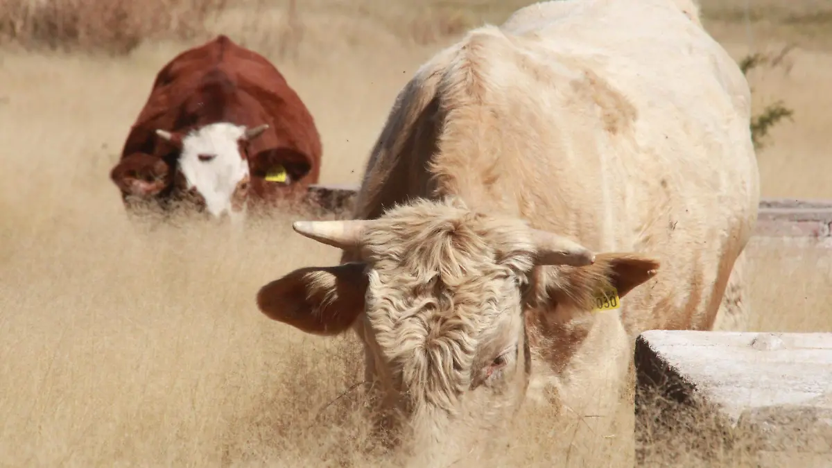  MATANZA, PUERCOS, BOVINOS, RASTROS, CLANDESTINOS  (3)