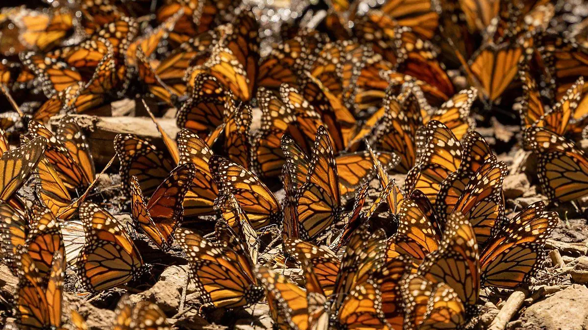 MONARCA-MARIPOSA-DIA DE MUERTOS