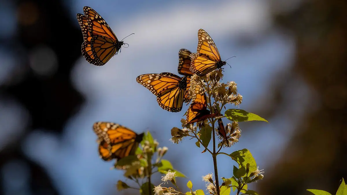 MONARCA-MARIPOSA-DIA DE MUERTOS