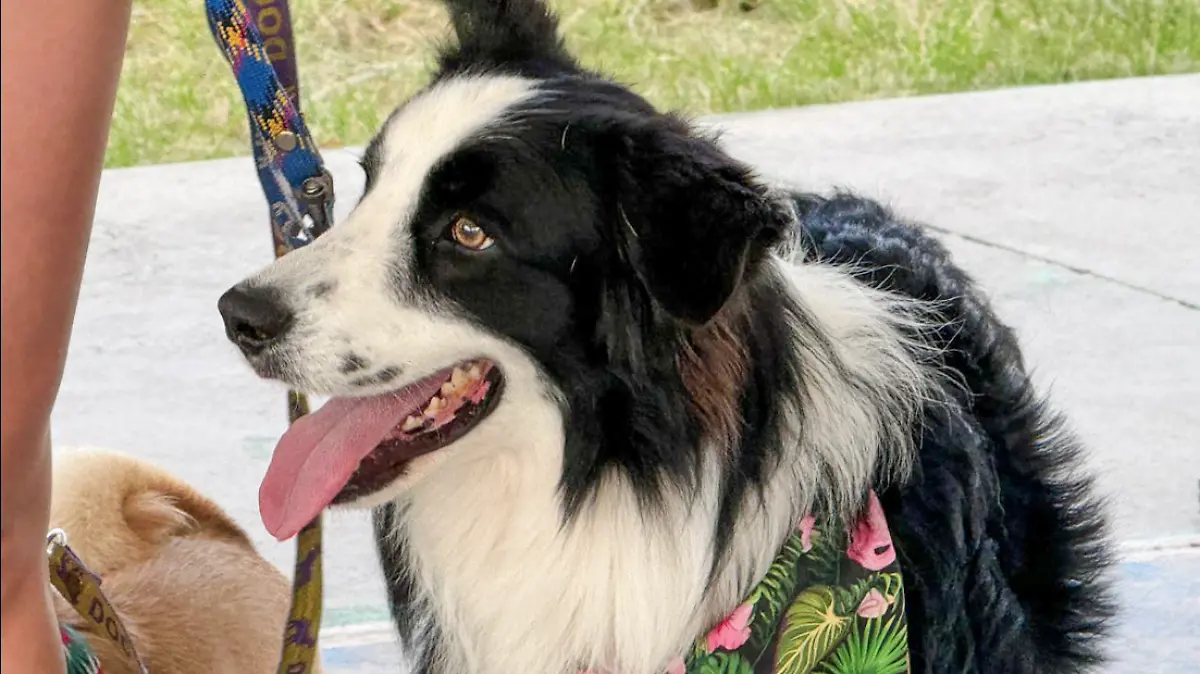 MASCOTAS-CAMPAÑA-LEO MONTAÑEZ