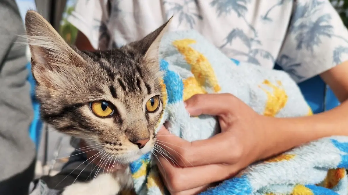 ESTERILIZACIONES-MASCOTAS-JORNADA