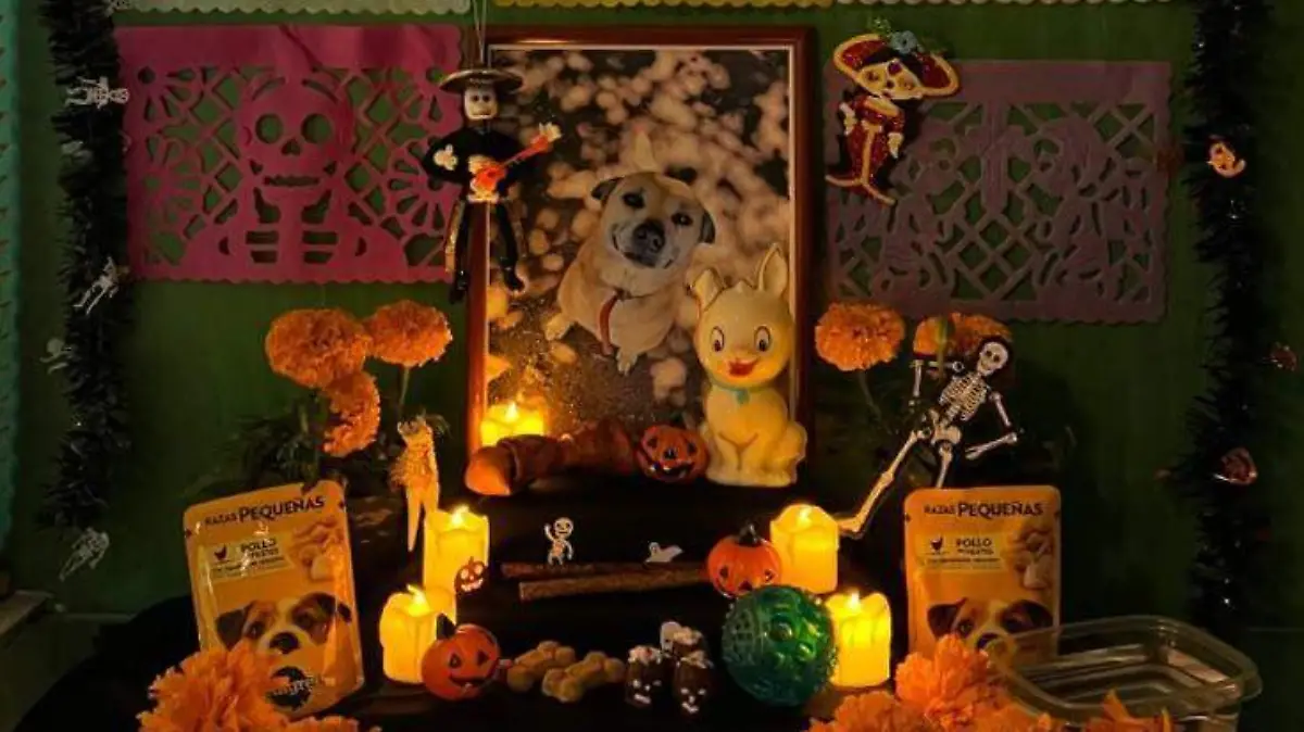 😭🌈Ofrenda para mascotas que vienen del más allá 🥹