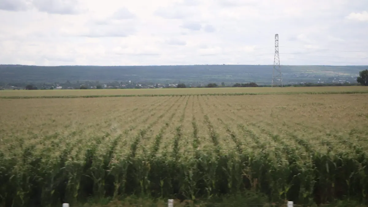 PRODUCTORES_MAÍZ CAMPO_CAMPESINOS