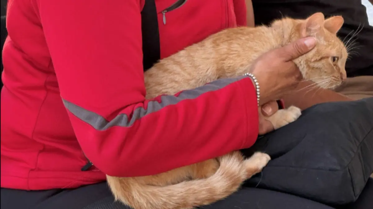 JORNADA-ESTERILIZACIÓN-MASCOTAS