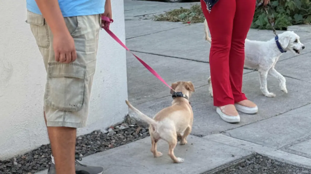 JORNADA-ESTERILIZACIÓN-MASCOTAS