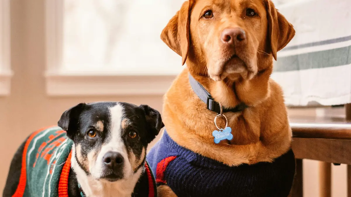 MASCOTAS CON FRÍOS_GATOS Y PERROS