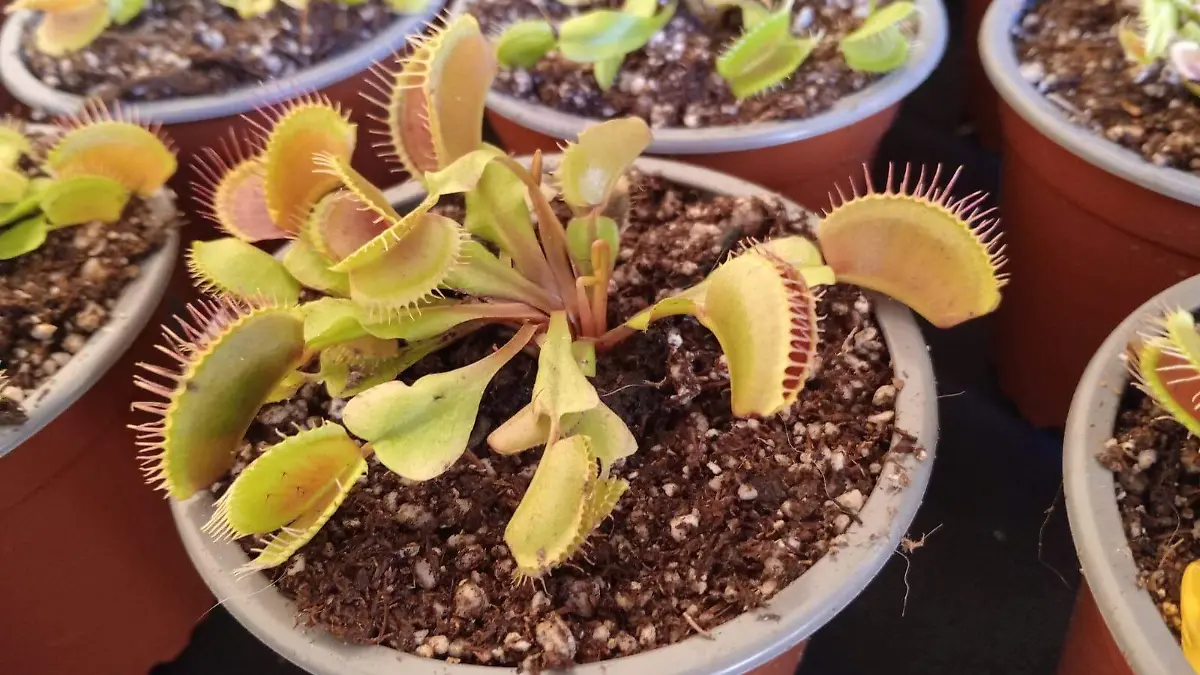 CÁCTUS_CACTACEAS_TALLERES_ICA