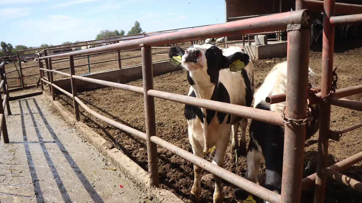 ROBO-GANADO-ABIGEATO