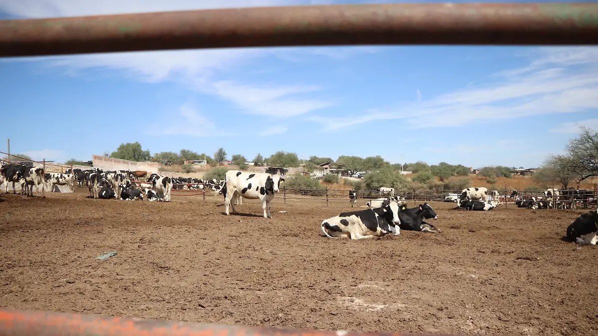 ABIGEATO-GANADO-ESTABLOS