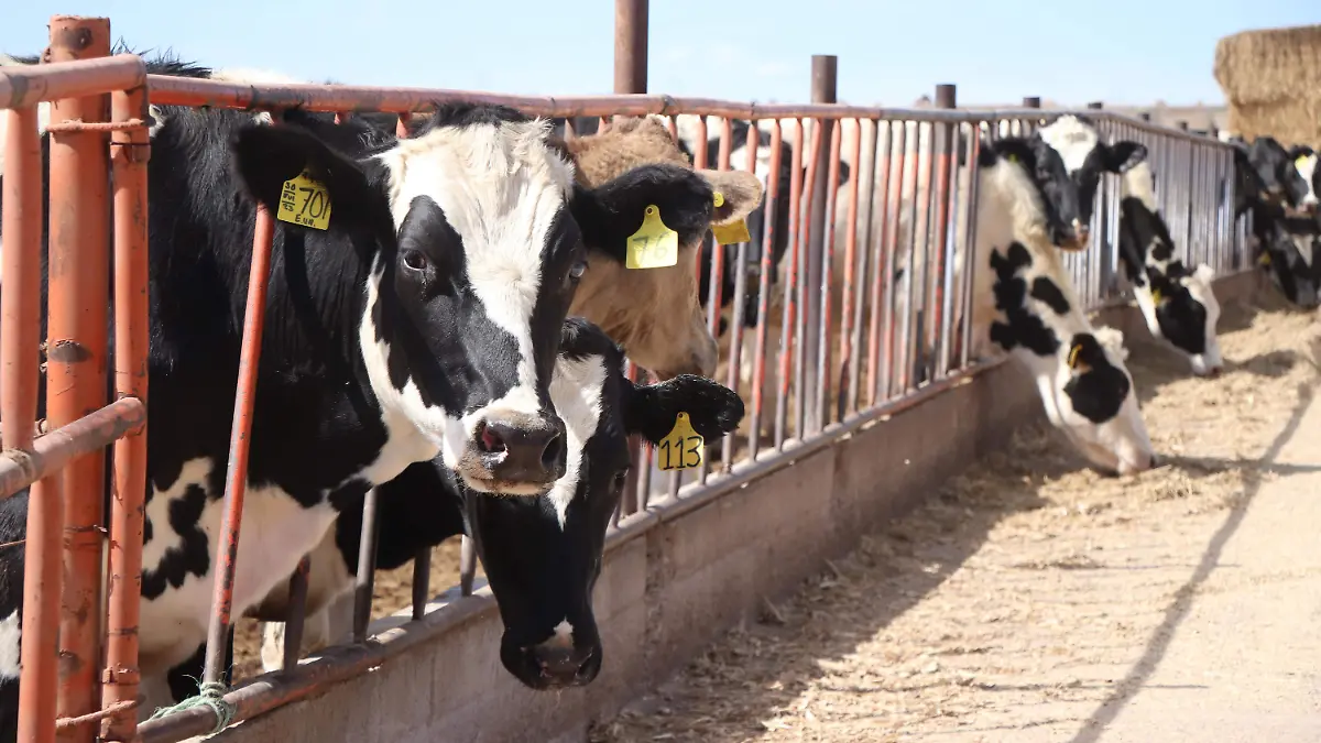 ABIGEATO-GANADO-ESTABLOS