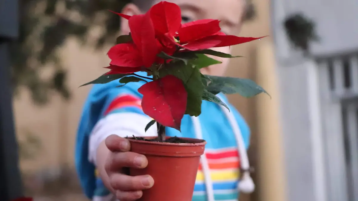 NOCHEBUENA-INSTALACIÓN-CIUDAD