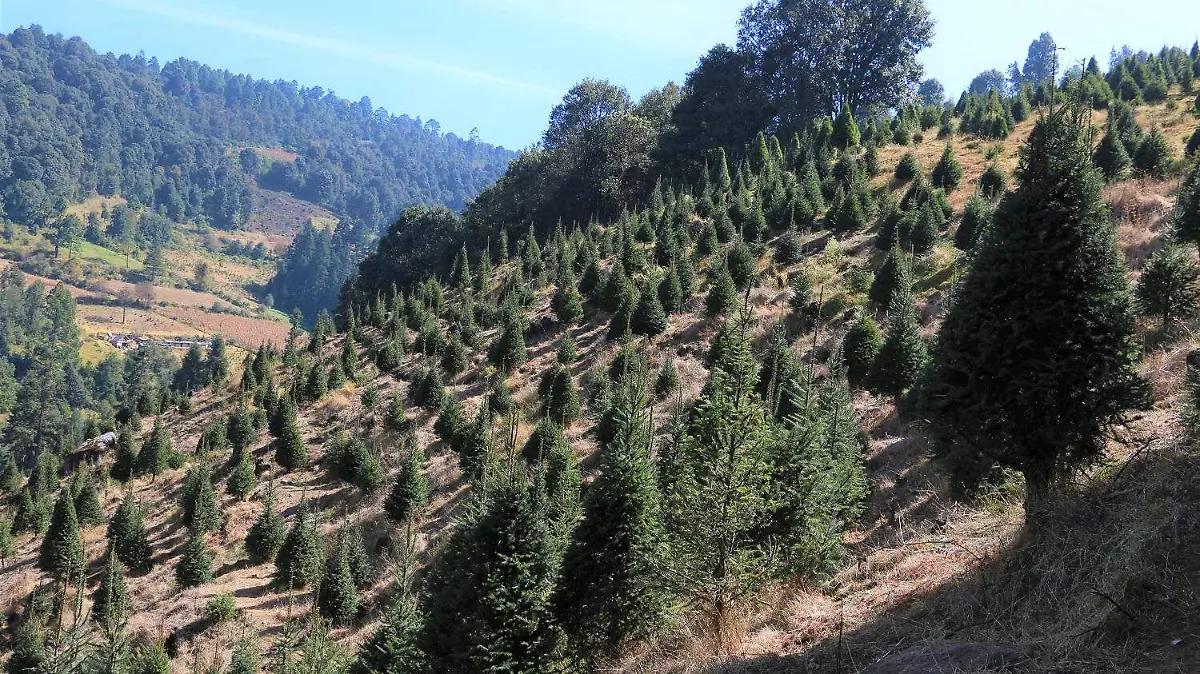 NAVIDAD_ÁRBOLES NATURALES