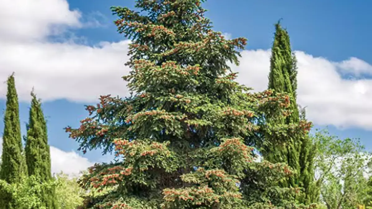 NAVIDAD_ÁRBOLES NATURALES