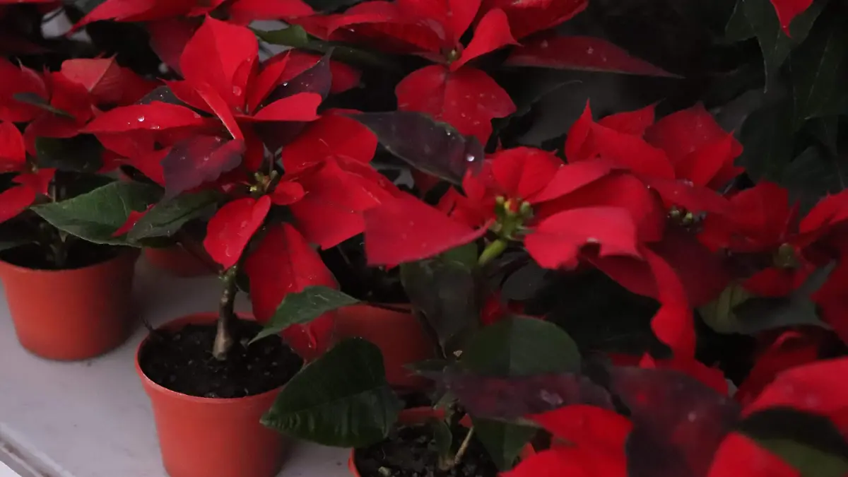 HISTORIAS-NOCHEBUENA-FLORES