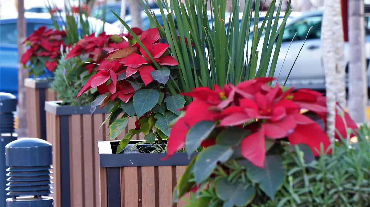 HISTORIAS-NOCHEBUENA-FLORES