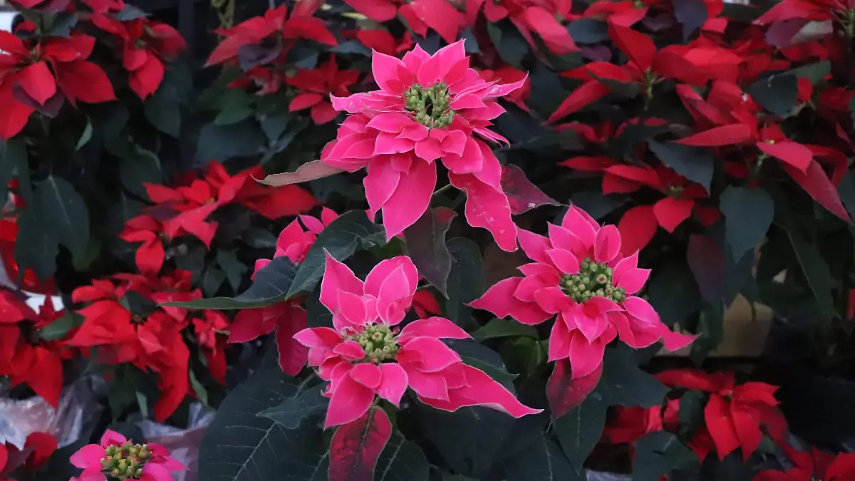 HISTORIAS-NOCHEBUENA-FLORES