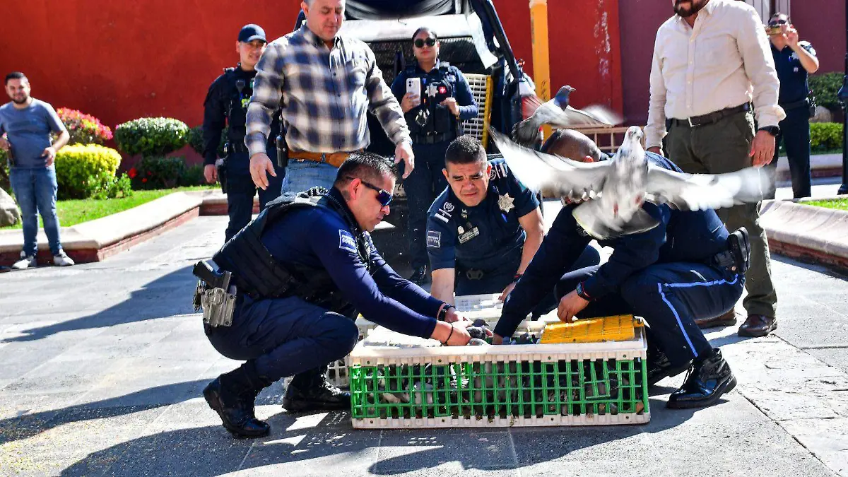 PALOMAS LIBRES_CAZAPALOMAS