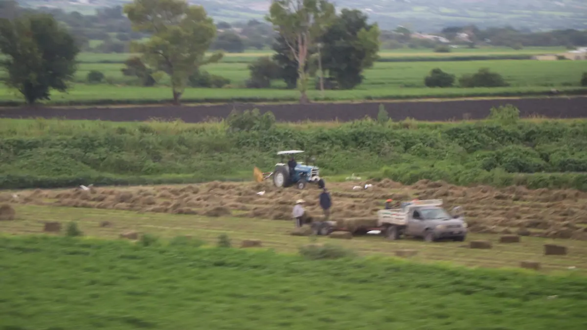 SIEMBRA-AJO-PARCELAS