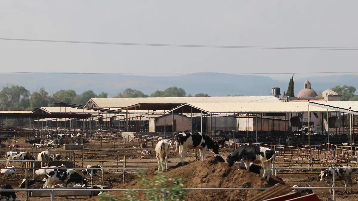  VACAS, LECHE, GRANJAS FÁTIMA, ESTABLOS  (2)