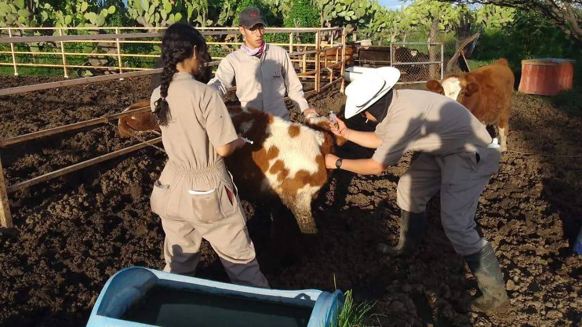 VACUNAS GANADO