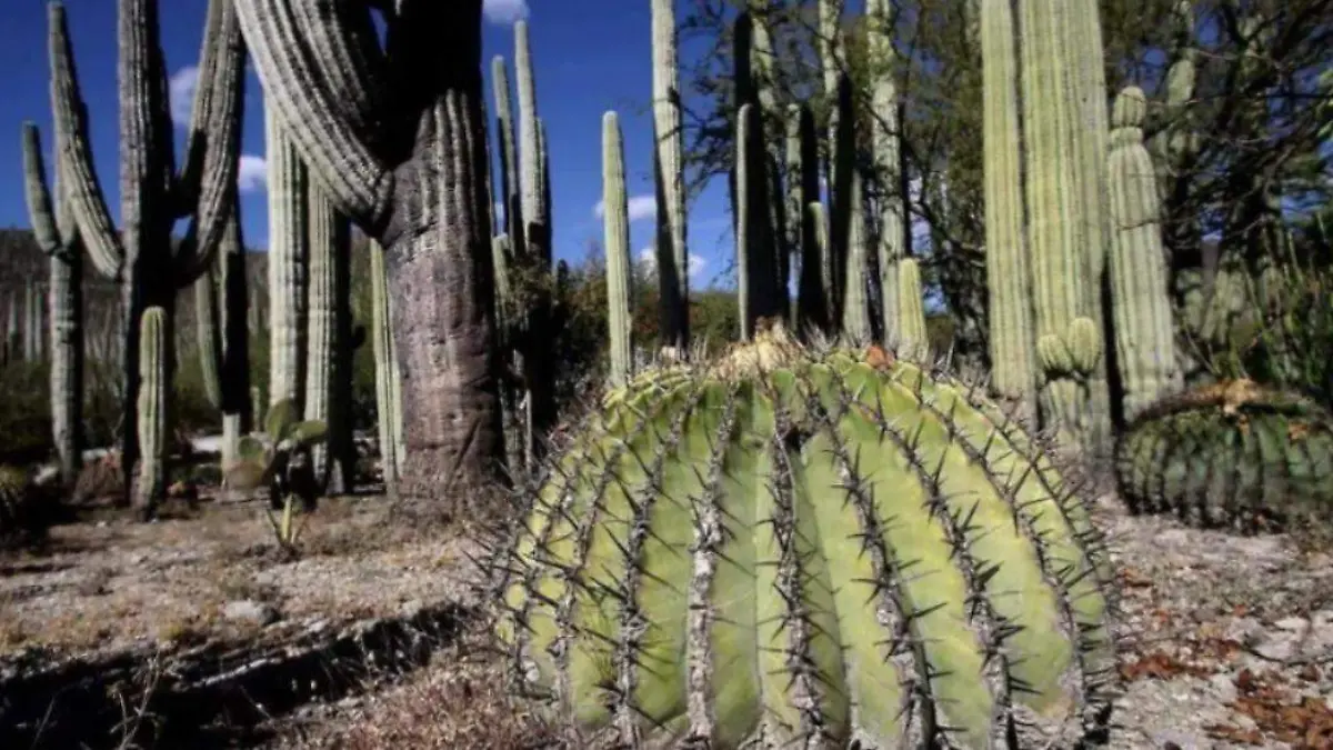 ROSCA DE REYES-BIZNAGA-ACITRON