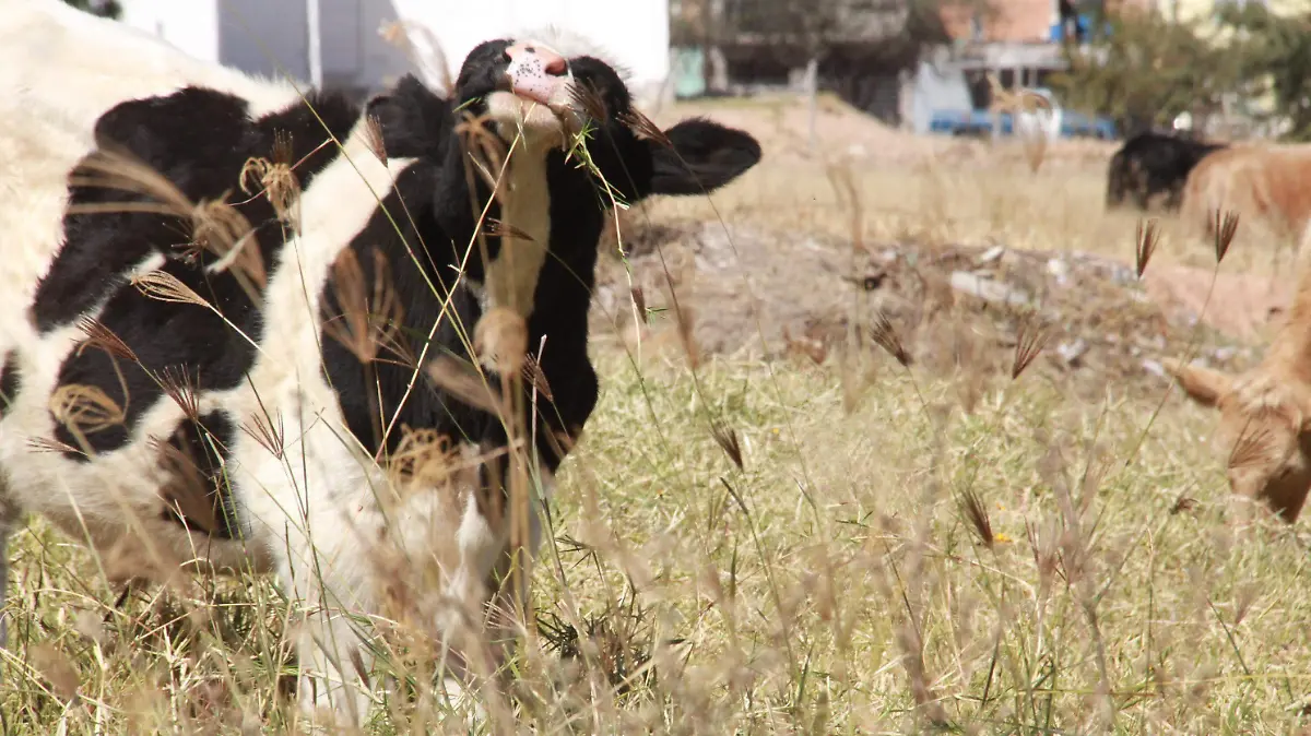 CORRALES, GANADO, GUSANO (3)