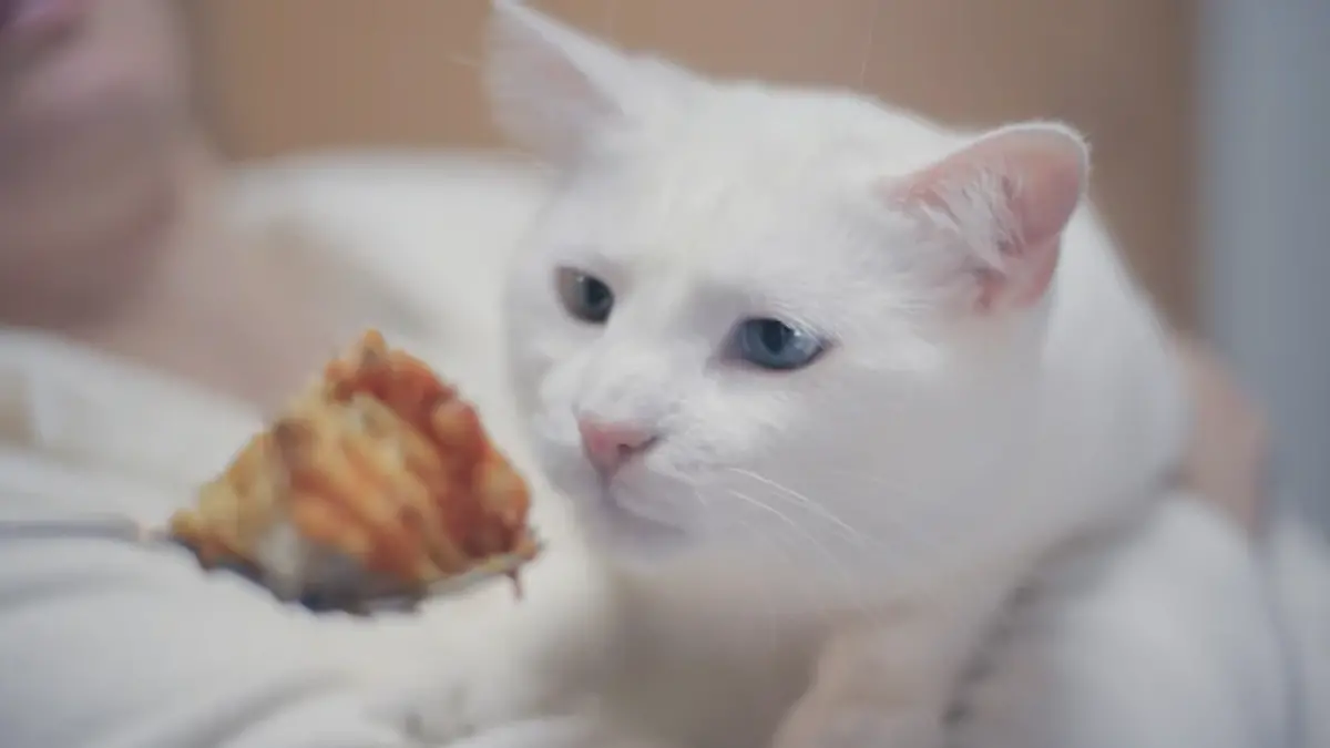 LASAÑA-GATO-RIESGOS