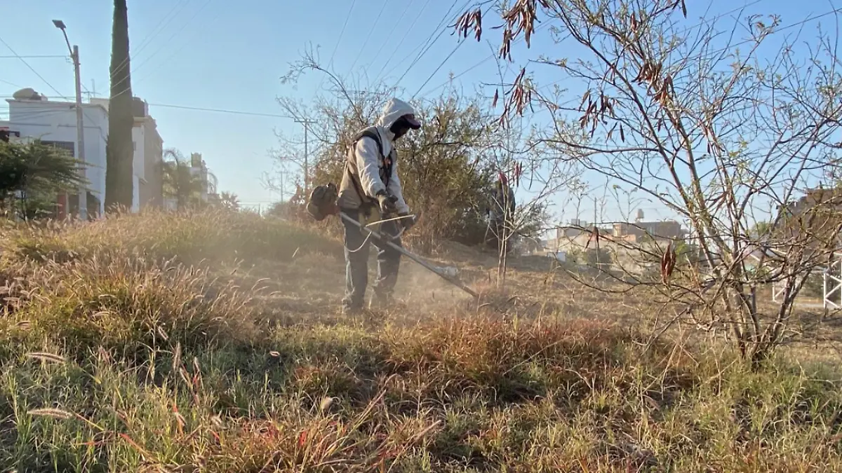 MALEZA-LIMPIEZA-REAL DE HACIENDAS