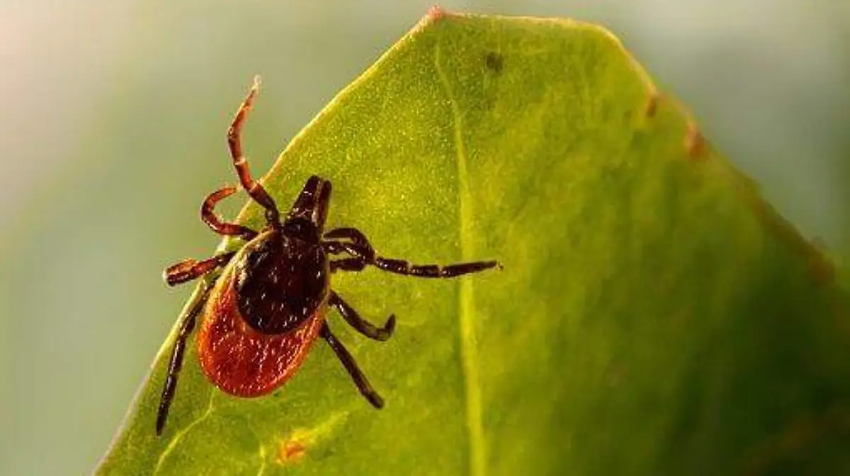 PACIENTES_LYME_GARRAPATA