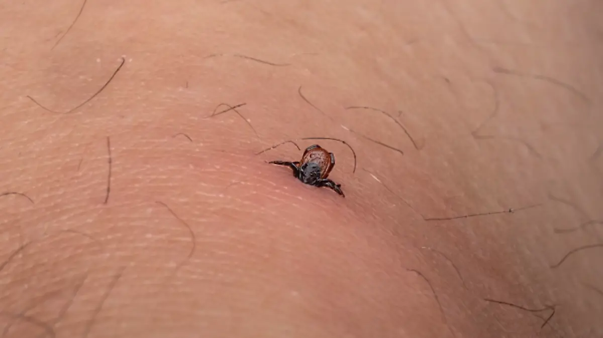 PACIENTES_LYME_GARRAPATA