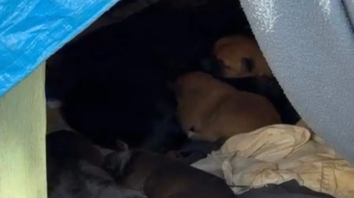 PERRITOS_ADOPCION_DOÑA TERESITA