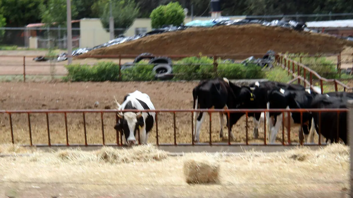 ABIGEATO_COSÍO_GANADO_ROBO