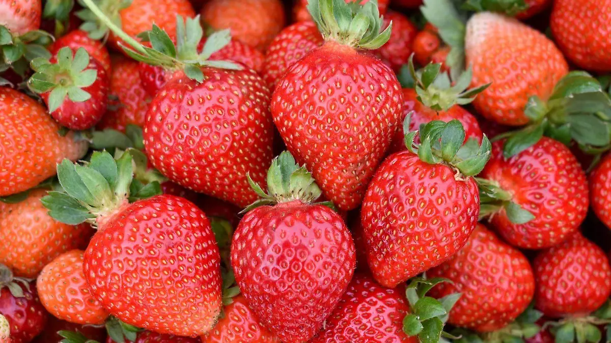 WhatsApp Image 2026-01-23 at 1.03.58 PM (1)