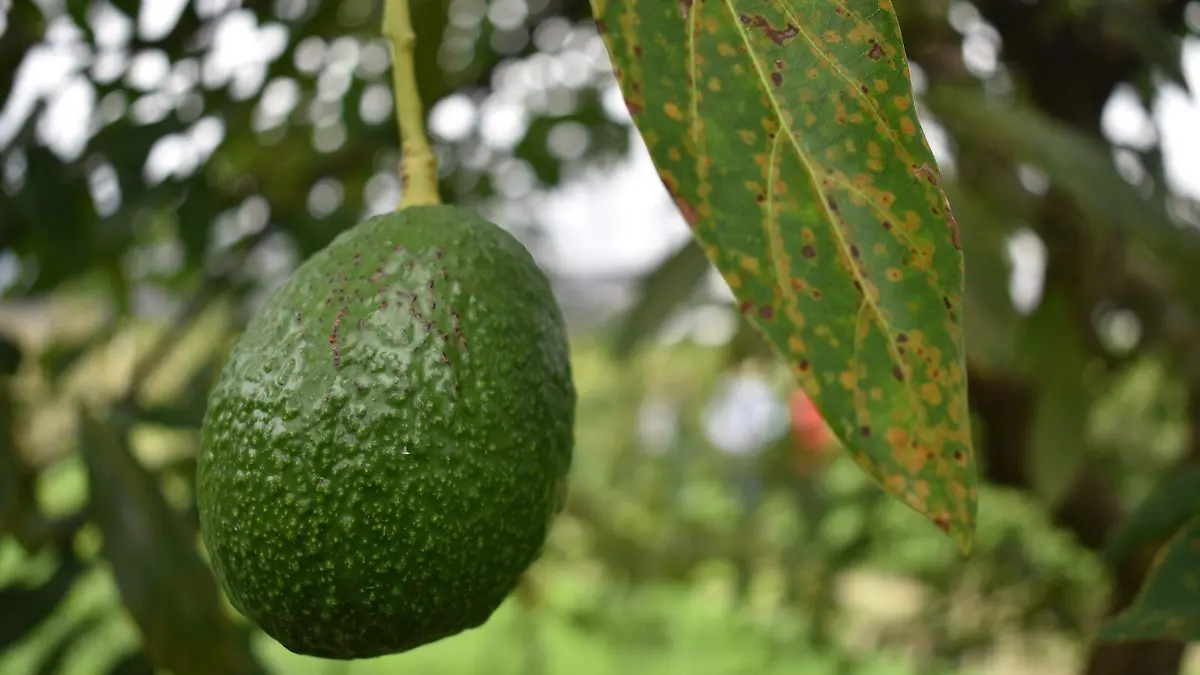 PRODUCTORES-CAMPO-CULTIVOS