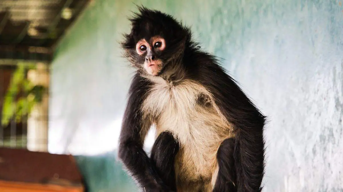 MONO-PARQUE RODOLFO-FAUNA SILVESTRE