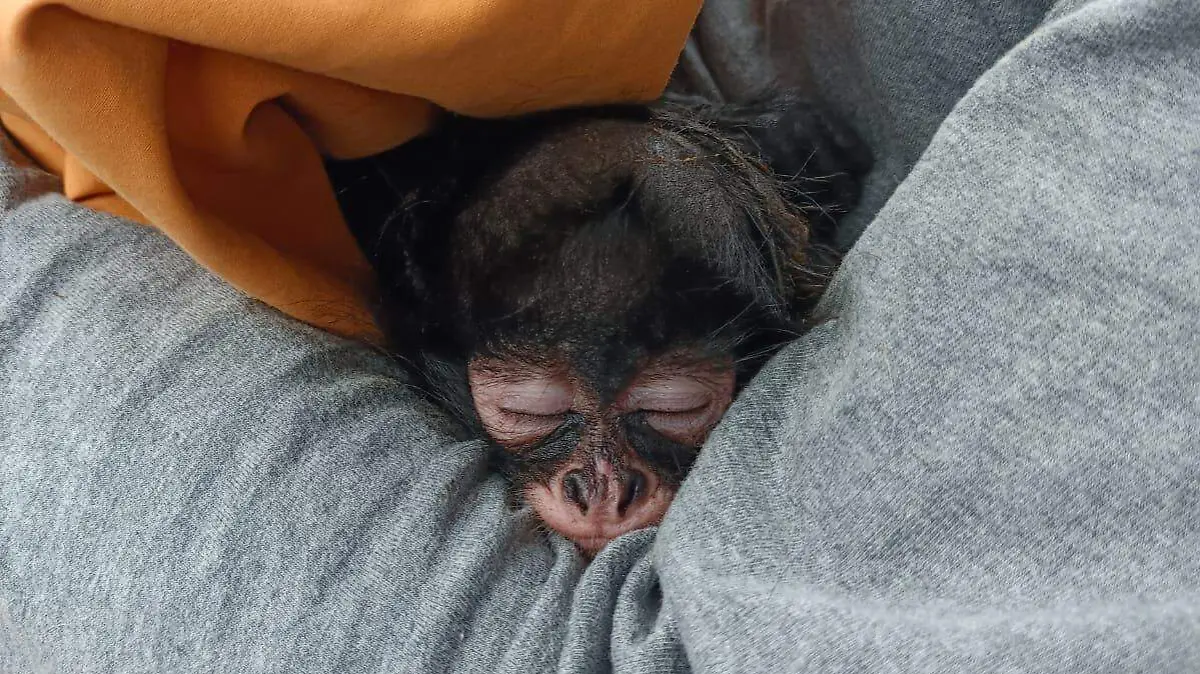 MONO-PARQUE RODOLFO-FAUNA SILVESTRE