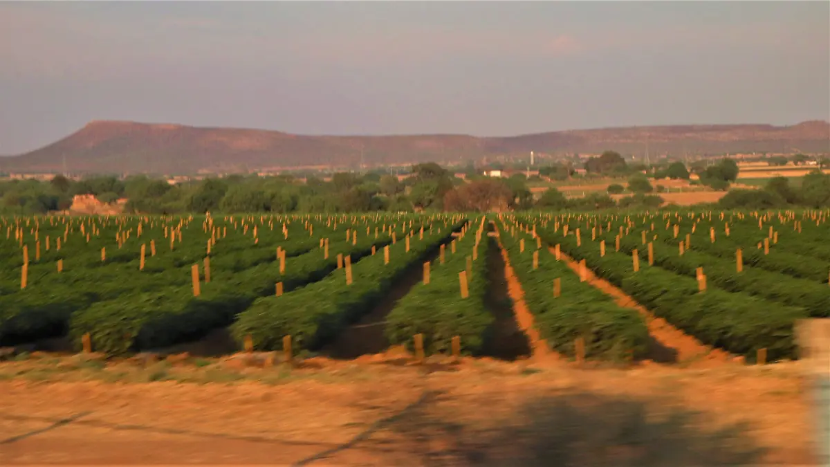 INDUSTRIAS_MERCADO_EXPORTACIONES_GUAYABA