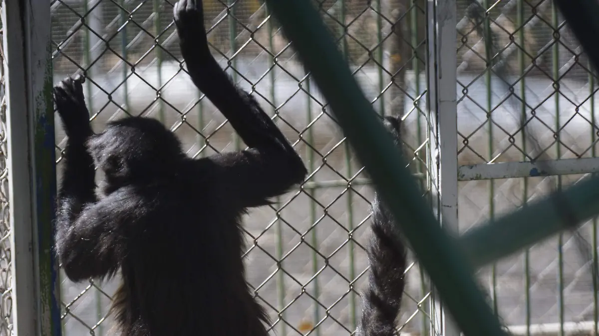 RESCATE FAUNA SILVESTRE (2)