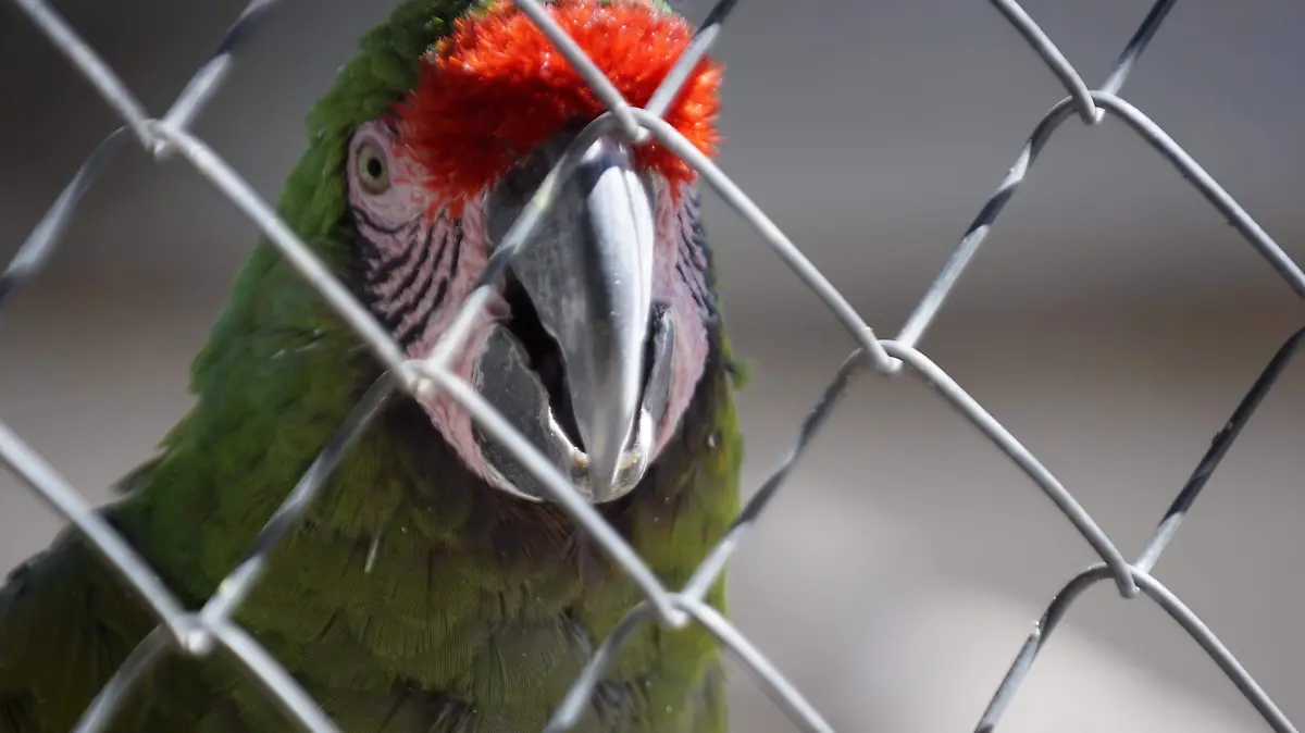 RESCATE_FAUNA SILVESTRE_REFUGIO