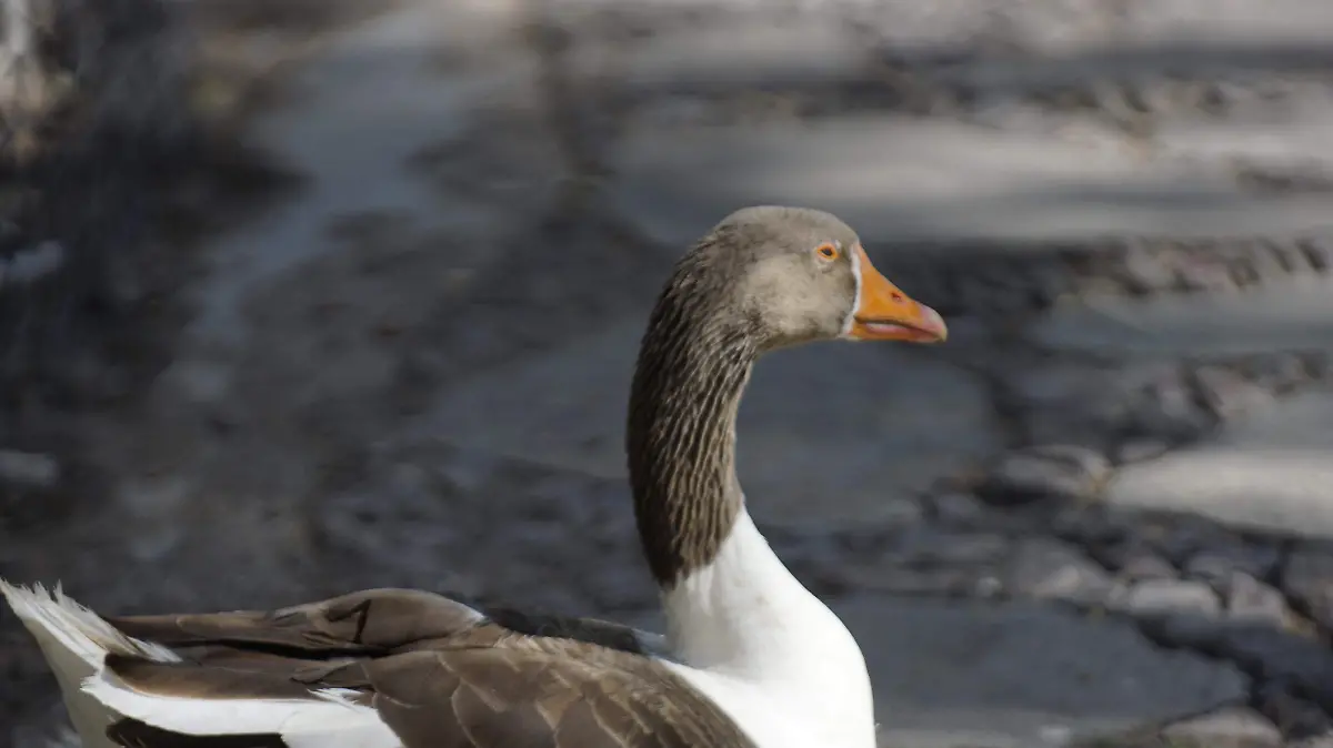 RESCATE_FAUNA SILVESTRE_REFUGIO